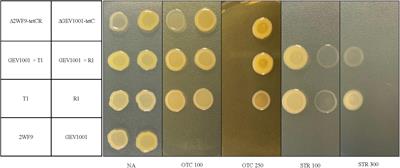 Oxytetracycline and Streptomycin Resistance Genes in Xanthomonas arboricola pv. pruni, the Causal Agent of Bacterial Spot in Peach